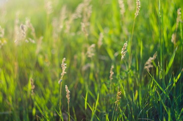 Background of green juicy grass on a meadow in summer, selective focus, shallow depth of field