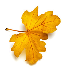 Yellow colored autumn leaf of oak