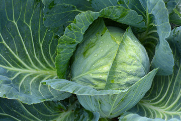 Fototapeta premium Fresh harvest organic cabbage without GMO. Growing white cabbage. Beds with cabbage. 