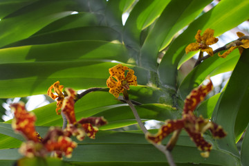 Gongora quinquenervis