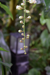 A flower and garden lantern