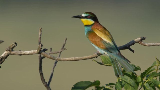 European bee-eater - ungraded footage