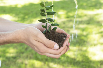 hand with sapling or young plant and irrigation water