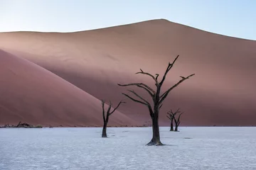 Foto op Plexiglas Dead Camelthorn Trees and red dunes in Deadvlei, Sossusvlei, Namib-Naukluft National Park, Namibia © javarman