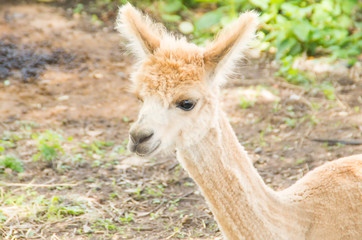 cute alpaca