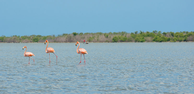Pink flamingos.