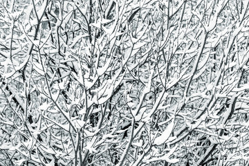 Tree branches covered with fresh snow at winter, natural black and white background