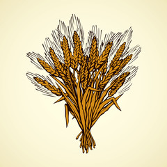 Fototapeta premium Seven spikelets of wheat. Vector drawing
