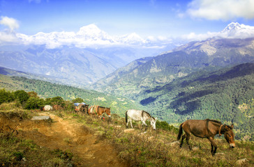 Fototapeta na wymiar Mule group walk on the mountain at Pokhara, Nepal