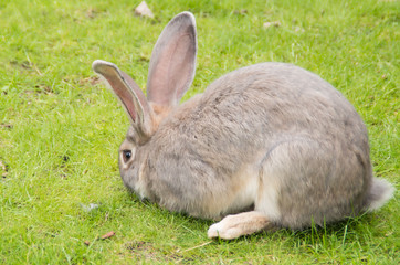 giant rabbit