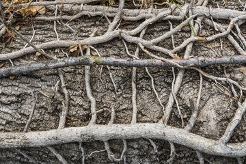Albero, Legno, Radice, Texture
