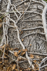 Albero, Legno, Radice, Texture