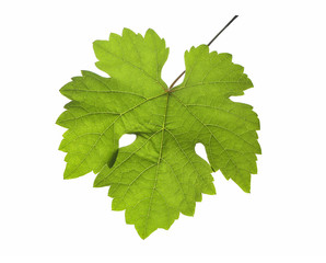 Grapevine leaf in detail, isolated on white background, clipping path included