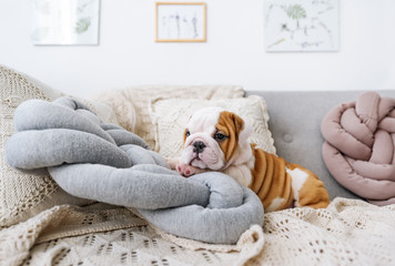 Bulldog puppy lying on the pillow