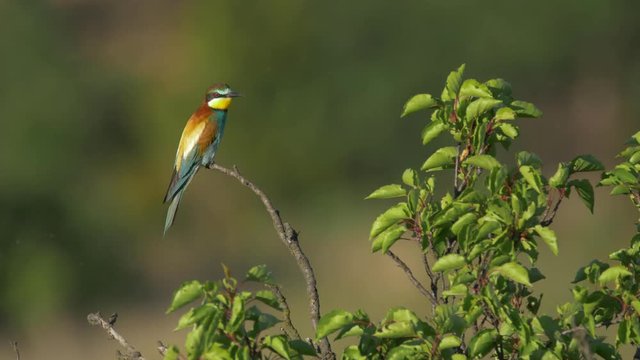 European bee-eater - ungraded footage
