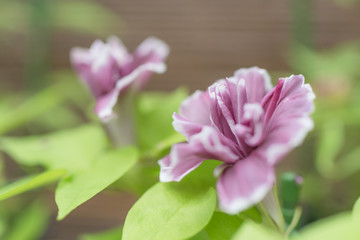 Fototapeta premium Traditional Japanese morning glory