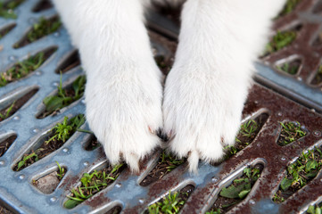 two paws of a white puppy outside
