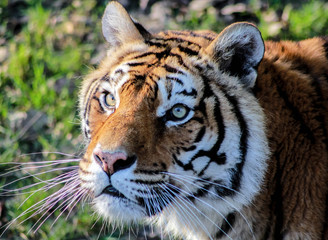 Tigre gros plan