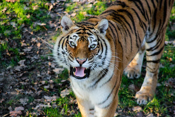 Fototapeta na wymiar Tigre en colère