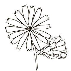 cornflower, flower, hand-drawing vector illustration sketch