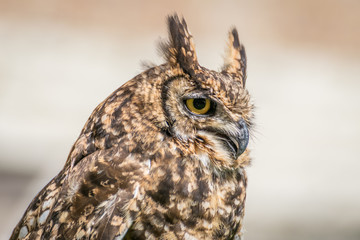 Spotted eagle owl close up