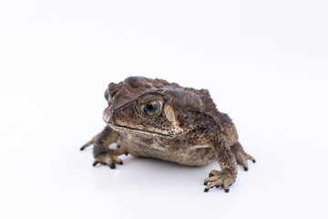 Asian common toad on white background,Amphibian of Thailand