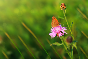 Butterfly and cornflower. Nature background.