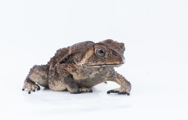Asian common toad on white background,Amphibian of Thailand