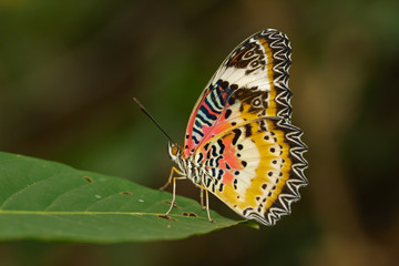 Image of a Plain Tiger Butterfly on green leaves. Insect Animal. (Danaus chrysippus chrysippus Linnaeus, 1758)