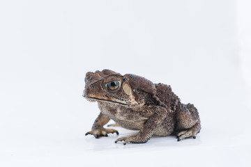 Asian common toad on white background,Amphibian of Thailand