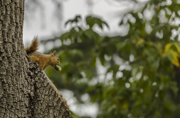 Squirrel on a tree holding an acorn with its mouth