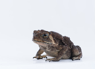 Asian common toad on white background,Amphibian of Thailand