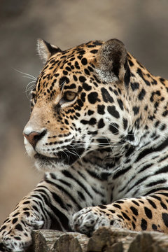 Jaguar (Panthera onca).