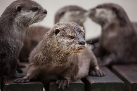 Oriental small-clawed otter (Amblonyx cinereus)