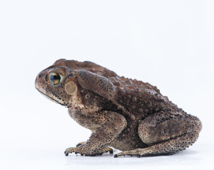 Asian common toad on white background,Amphibian of Thailand