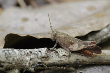 Image of a brown grasshopper (Apalacris varicornis) on dry timber. Insect Animal
