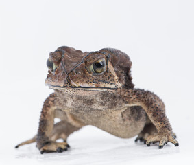 Asian common toad on white background,Amphibian of Thailand