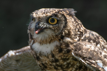 Spotted eagle owl close up