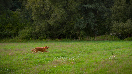 Naklejka na ściany i meble Golden retriever dog. Gorgeous pet dog running through a meadow