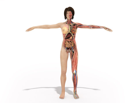 A woman body for books on anatomy 3d render image on white