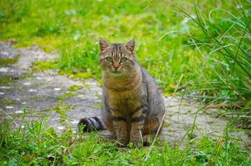 Naklejka na ściany i meble Chat assis .