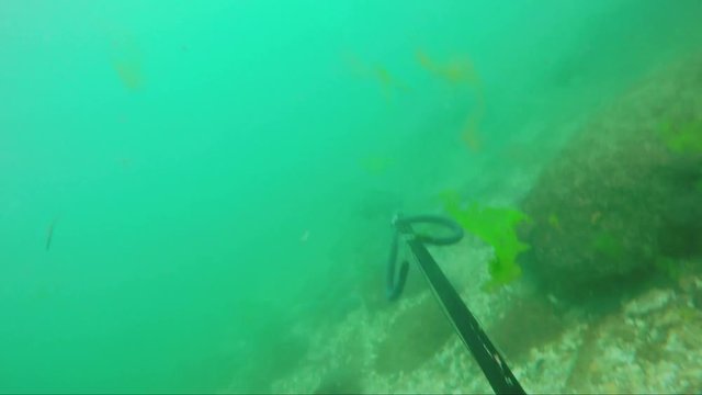 Underwater fisherman on the bottom of the sea, caught a fish. Portuguese Sciaena umbra,