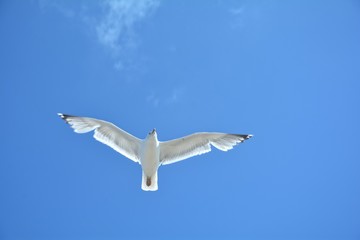 Möwe von unten im Flug mit viel blauem Himmel 