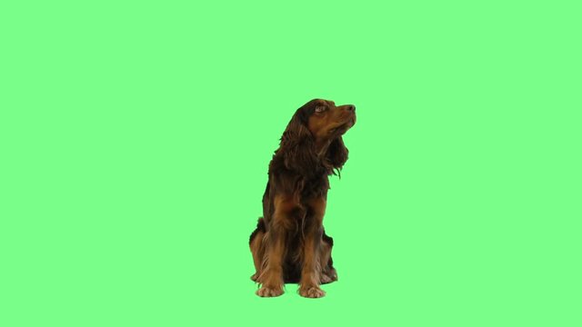 brown spaniel licked on a green screen