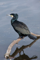 Great cormorant (Phalacrocorax carbo)