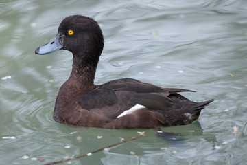 Tufted duck (Aythya fuligula).