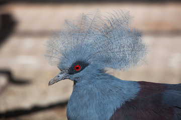 Western crowned pigeon (Goura cristata)