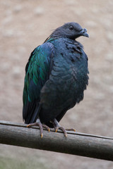 Nicobar pigeon (Caloenas nicobarica).