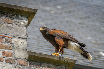 Harris hawk on the roof, bird of prey