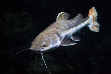 Redtail catfish (Phractocephalus hemioliopterus).